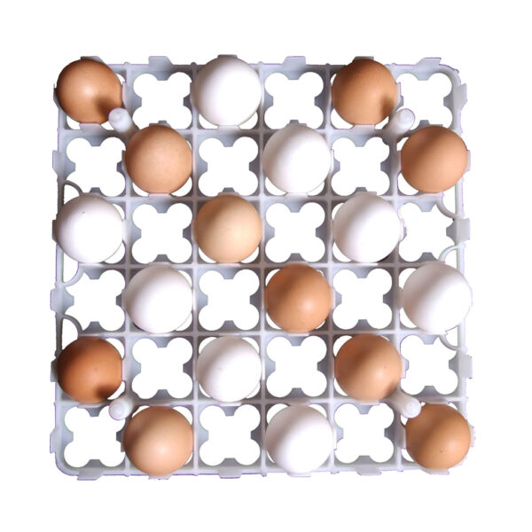 Egg Setter Tray PT-403
