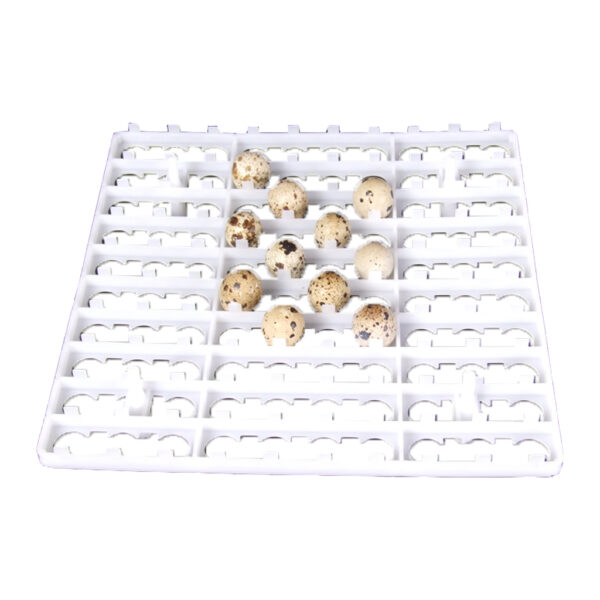 QUAIL EGG TRAY