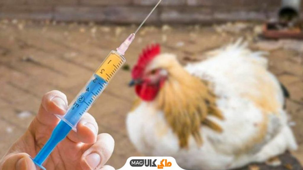 آنفولانزای مرغی چیست