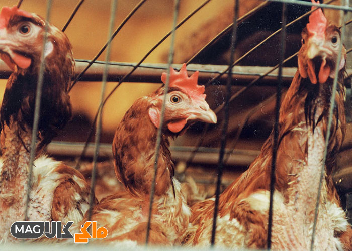 آنفولانزای پرندگان : مرغ در قفس