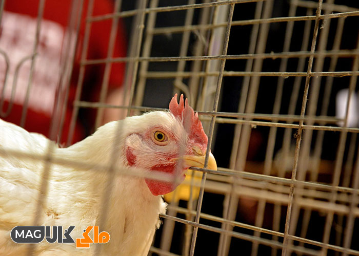 آنفولانزای مرغی : مرغ در قفس