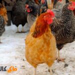 پرورش مرغ در آب و هوای سرد عکس اصلی
