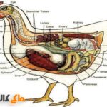 آشنایی با سیستم گوارش مرغ