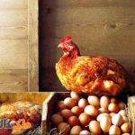 عوامل تأثیرگذار بر کاهش تخم مرغ عکس اصلی