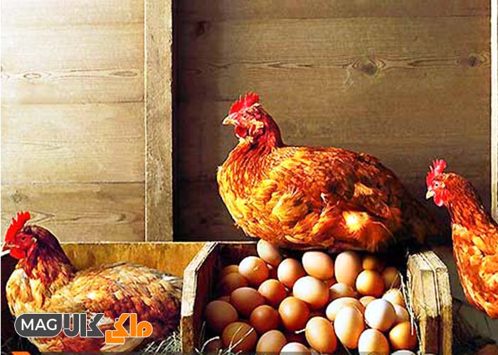 عوامل تأثیرگذار بر کاهش تخم مرغ عکس اصلی