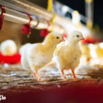 6 مشکل متداول در مرغ‌ها که با مصرف مواد مغذی با کیفیت قابل حذف است