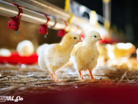 6 مشکل متداول در مرغ‌ها که با مصرف مواد مغذی با کیفیت قابل حذف است