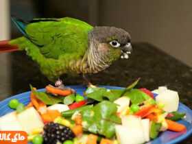 میوه و سبزیجات به پرندگان