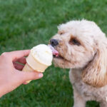 آیا سگ ها می توانند بستنی بخورند؟