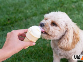 آیا سگ ها می توانند بستنی بخورند؟