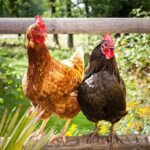 مرغ‌های تخمگذار و روش های پرورش آنها