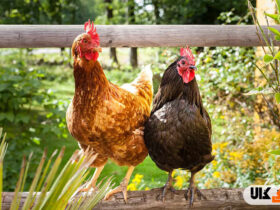 مرغ‌های تخمگذار و روش های پرورش آنها