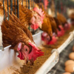 15 توصیه برای بهبود عملکرد مرغداری برای مرغ های شما