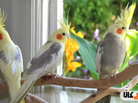 دلایل کچلی در پرندگان قفسی چیست