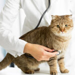 بیماری رایج در گربه ها