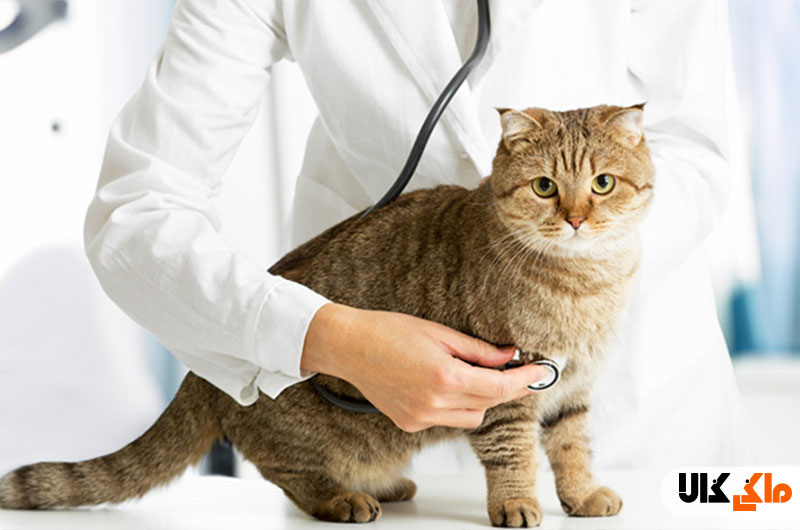 بیماری رایج در گربه ها