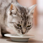 هفت ماده غذایی که گربه شما نباید بخورد چیست؟