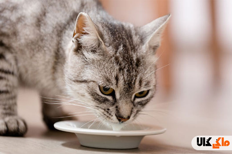 هفت ماده غذایی که گربه شما نباید بخورد چیست؟