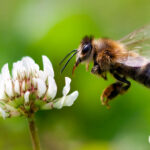 نوزما بیماری شایع در زنبور عسل