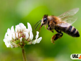 نوزما بیماری شایع در زنبور عسل