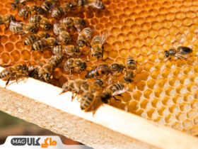 حقایقی درباره دنیای زنبور عسل ها