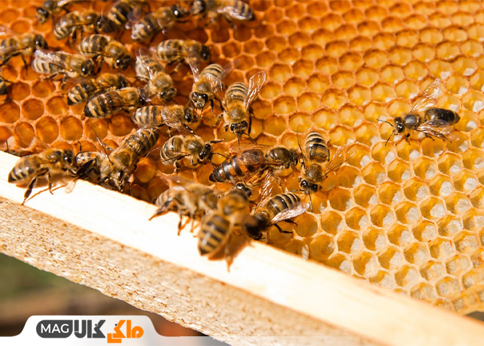 حقایقی درباره دنیای زنبور عسل ها