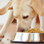 هفت غذای رایجی که برای سگ ها سمی هستند.