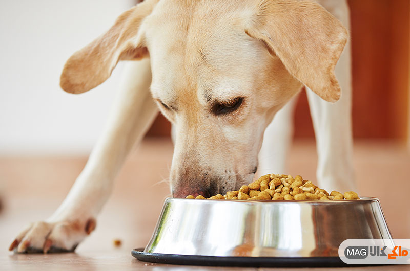 هفت غذای رایجی که برای سگ ها سمی هستند.