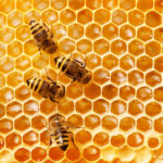 نحوه جذب زنبور عسل ها به یک کندو طعمه