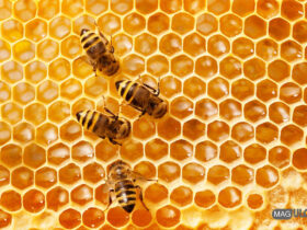 نحوه جذب زنبور عسل ها به یک کندو طعمه