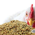 راهنمای خوراک مرغ و جوجه های خانگی