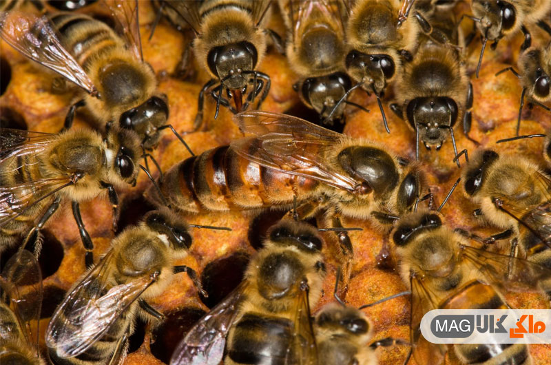 بیماری جدیدی که می تواند از زنبور عسل نر به ملکه منتقل شود و باعث مرگ او شود.