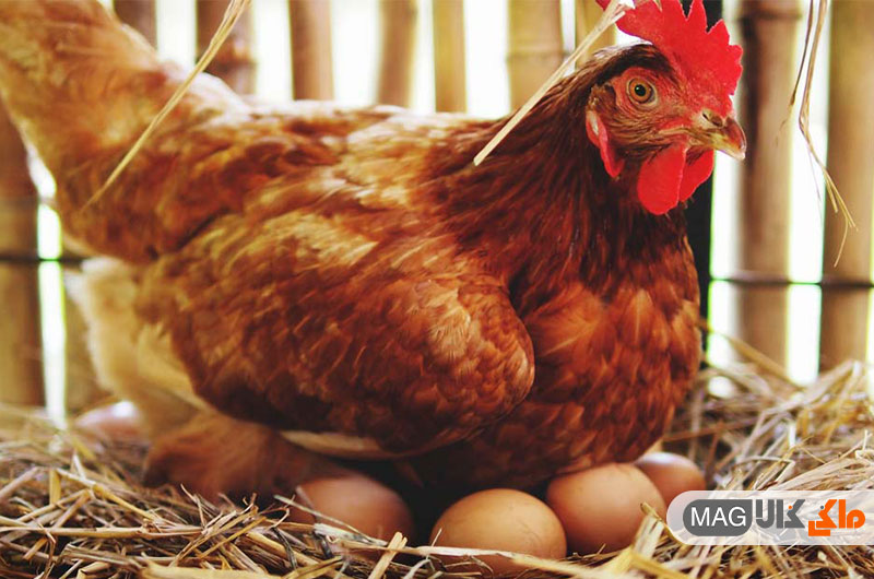 10 راه برای توقف و جلوگیری خوردن تخم مرغ توسط مرغ های شما