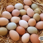 چرا مرغ های من تخم های نرم می گذارند