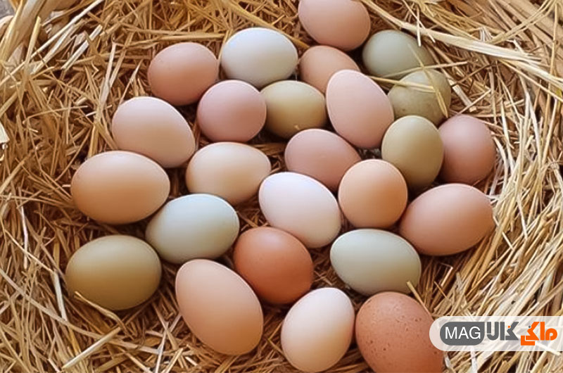 چرا مرغ های من تخم های نرم می گذارند