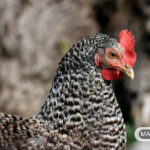 چه اتفاقی باعث ریزش پر در مرغ ها می شود؟