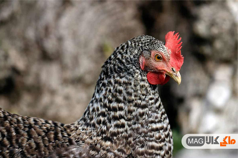 چه اتفاقی باعث ریزش پر در مرغ ها می شود؟
