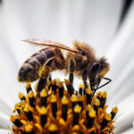 زنبورهای عسل در 60 سال گذشته 85 درصد افزایش یافته اند.