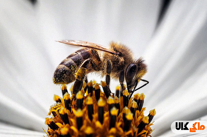 زنبورهای عسل در 60 سال گذشته 85 درصد افزایش یافته اند.
