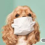 آیا ترشحات بینی و عطسه در حیوانات خانگی نشانه بیماری است؟