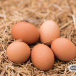 مرغ ها دقیقا چه زمانی شروع به تخم گذاری می کنند؟