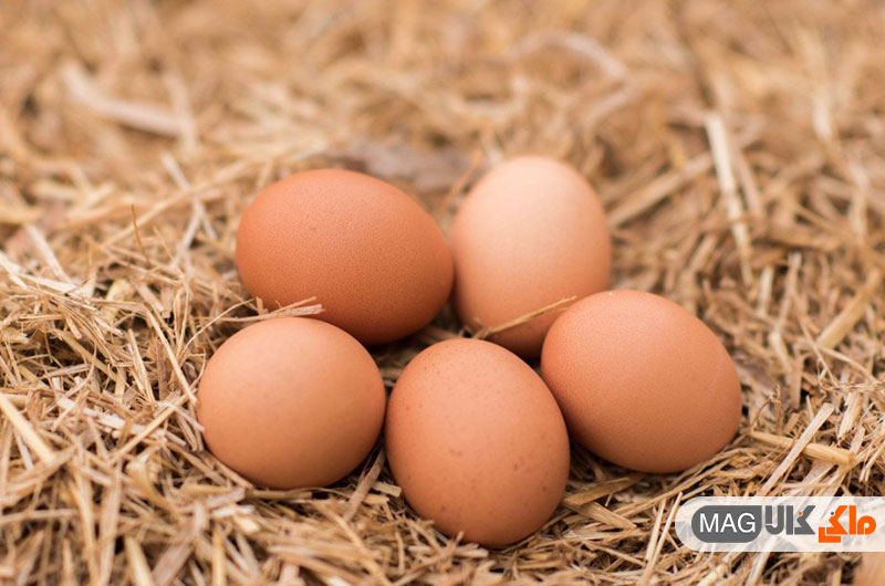 مرغ ها دقیقا چه زمانی شروع به تخم گذاری می کنند؟
