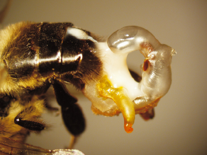 اندوفالوس باقی مانده در بدن زنبور ملکه
