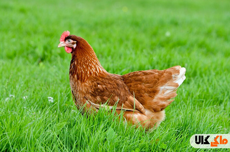 بیرون زدگی و بیرون کشیدگی مقعد در مرغ های تخمگذار چیست؟