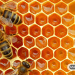عسل فواید بسیار زیادی برای خودِ زنبور های عسل