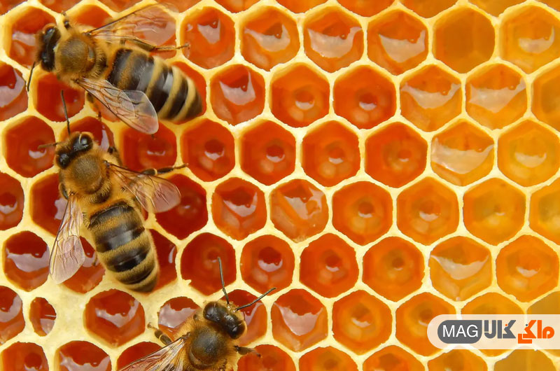 عسل فواید بسیار زیادی برای خودِ زنبور های عسل