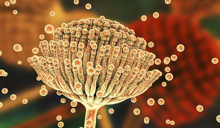 مایکوتوکسین ها یک فراورده ثانویه ناشی از فعالیت قارچ ها هستند