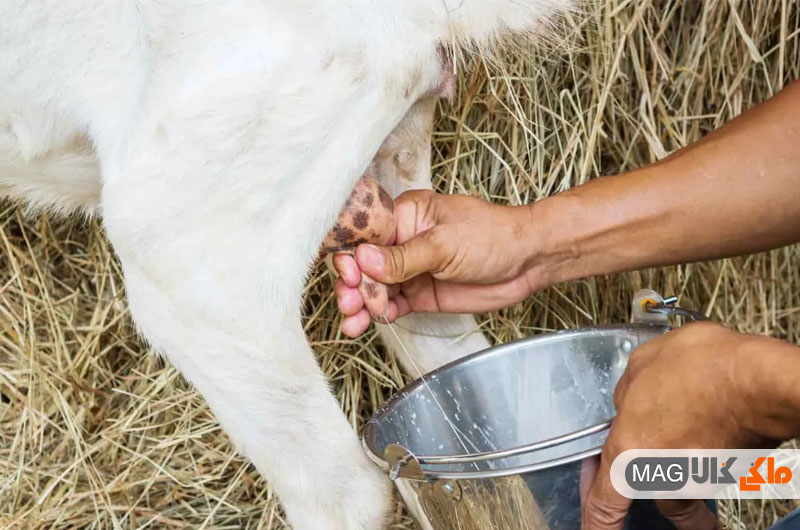 چرا برای دوشیدن شیر بز باید از بزدوش استفاده کنید؟ 