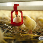 نوآوری جدیدی که از کشتار جوجه های نر در صنعت تولید تخم مرغ جلوگیری می کند.