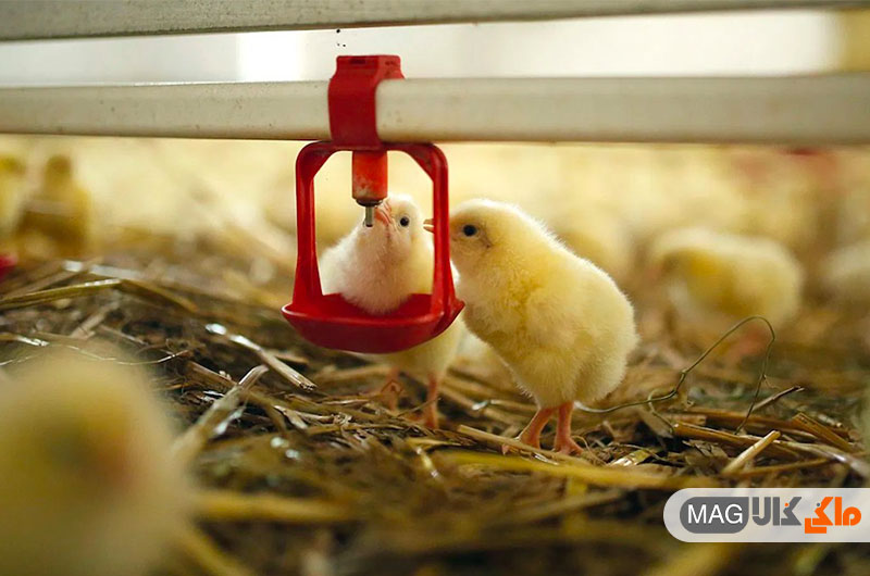 نوآوری جدیدی که از کشتار جوجه های نر در صنعت تولید تخم مرغ جلوگیری می کند.